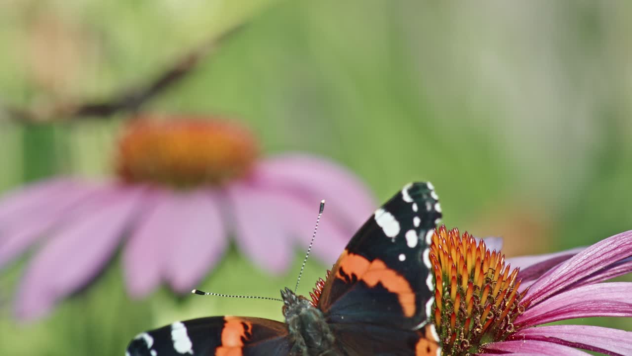 Butterflies Feeding Nectar On Purple Coneflower - selective focus