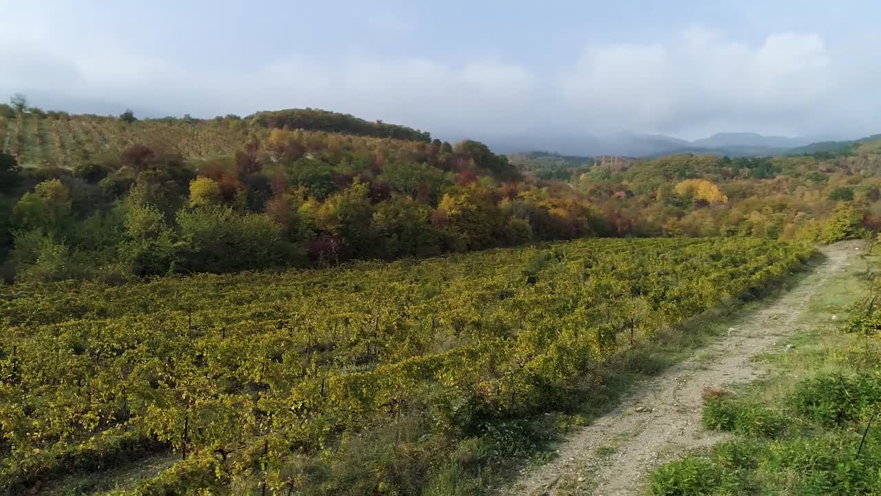 Paesaggio della vigna d'autunno