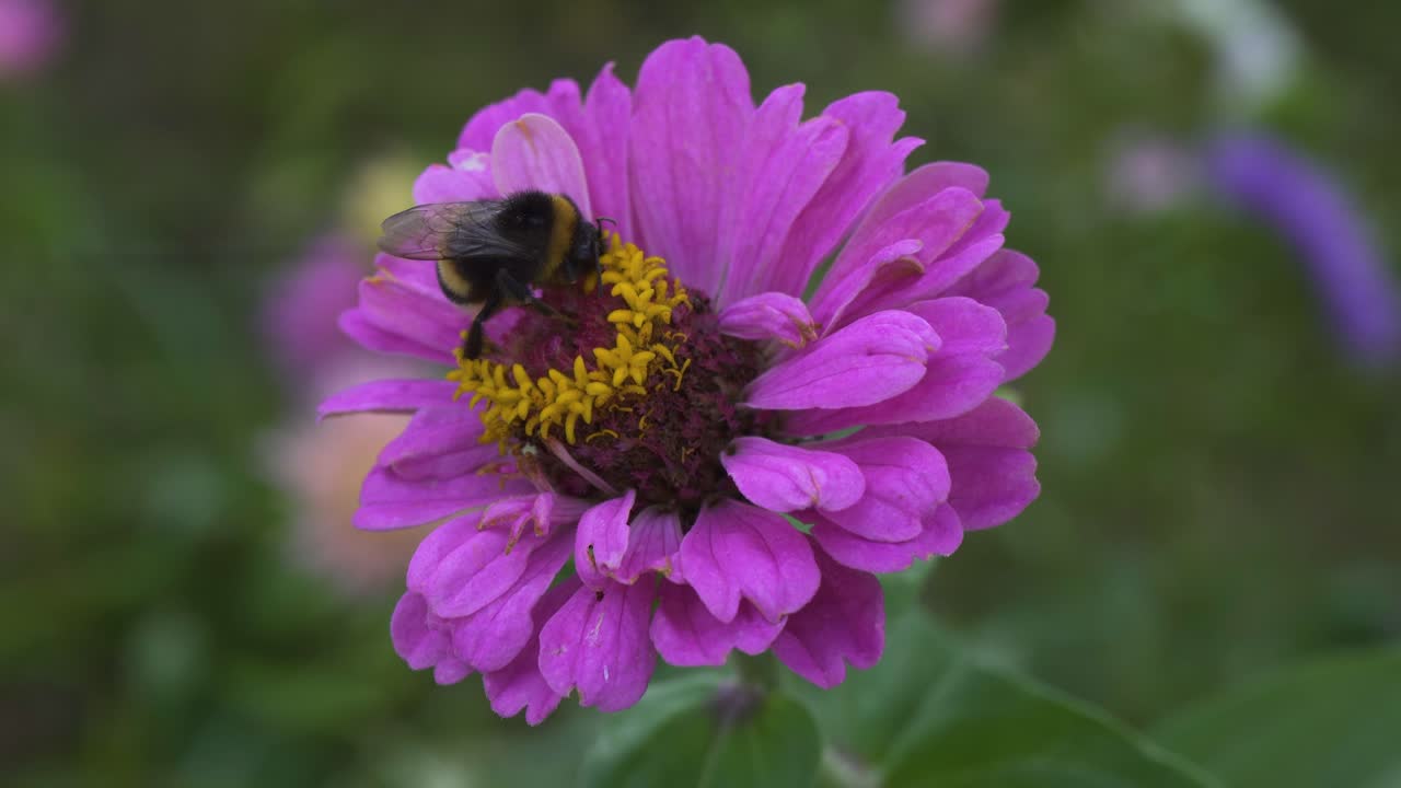 foto macro de un abejorro en flor, recolectando néctar en un día soleado en verano