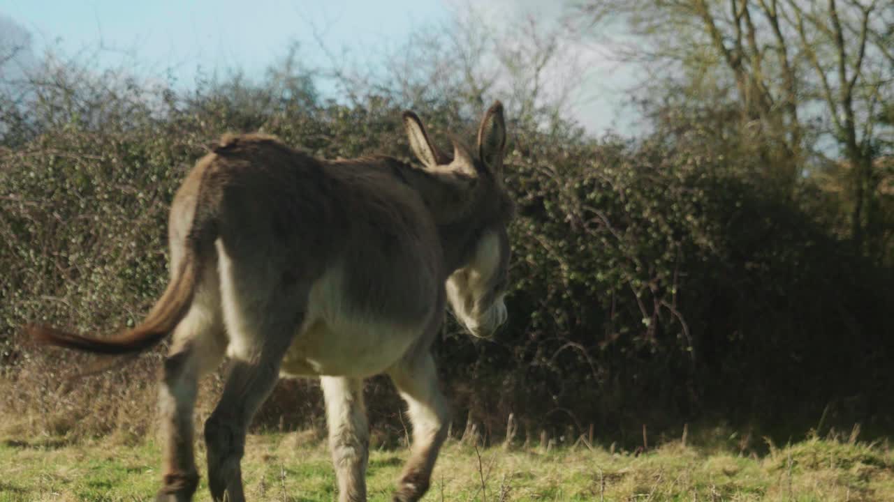 4K Cinematic slow motion footage of a donkey in a field eating grass on a sunny day.