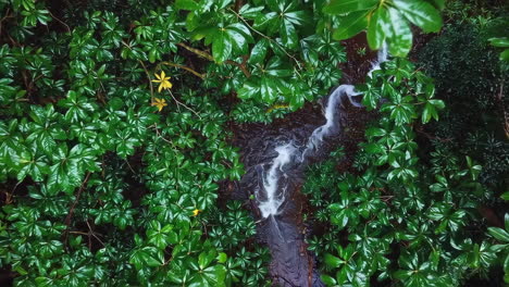 stream through dense green foliage