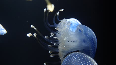 close up shot of white-spotted jellyfish family swimming in clear water lighting by sun