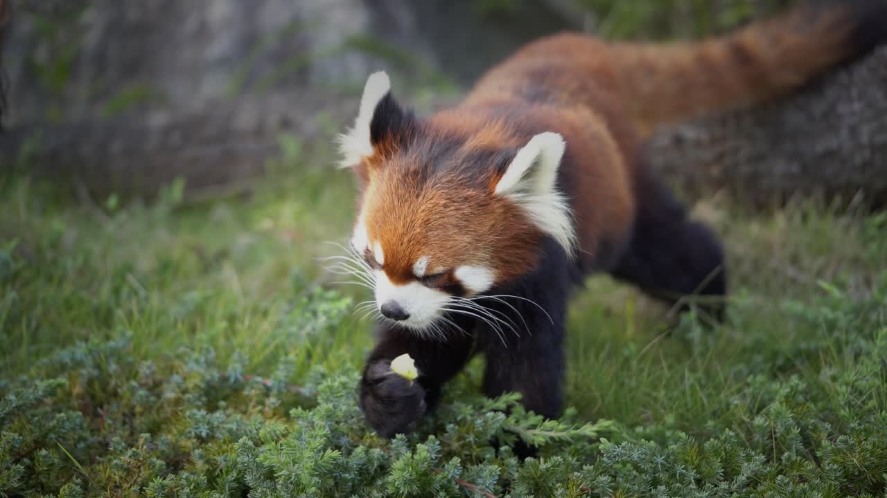 Red Panda at Higashiyama Zoo Eating its Food