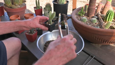 hombre en el patio de la casa trasplanta pequeños cactus en macetas más grandes con pinzas de cactus, primer plano