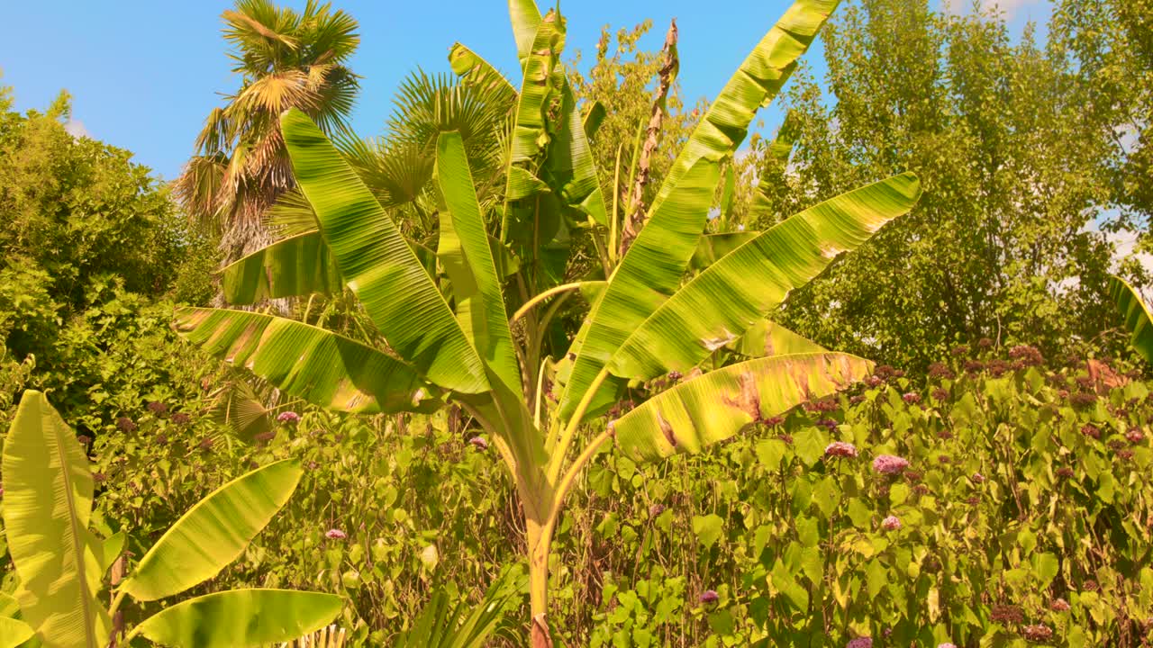 Banana tree with wide green leaves illuminated by natural sunlight in a tropical style garden