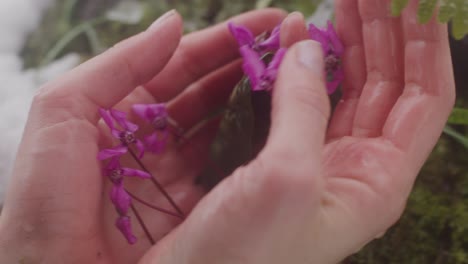 Wet-hands-touching-delicate-flower-on-rock