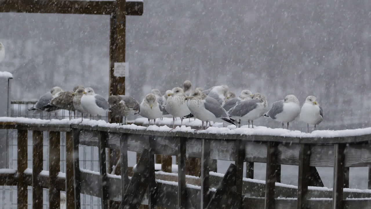 메인 주에서 겨울 눈이 내리는 동안 나무 난간에 쉬고 있는 갈매기 무리의 넓은 사진