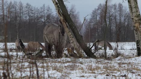 Eine-Gruppe-Von-Wildpferden-Sucht-An-Bewölkten-Wintertagen-Auf-Einem-Schneebedeckten-Feld-Nach-Essbarem-Gras,-Davor-Totes-Gras-Und-Birken-Unscharf,-Mittlere-Aufnahme