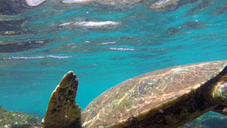 giant green sea turtle swims by closely at ka'anapali beach black rock maui, hawaii 4k gopro underwater