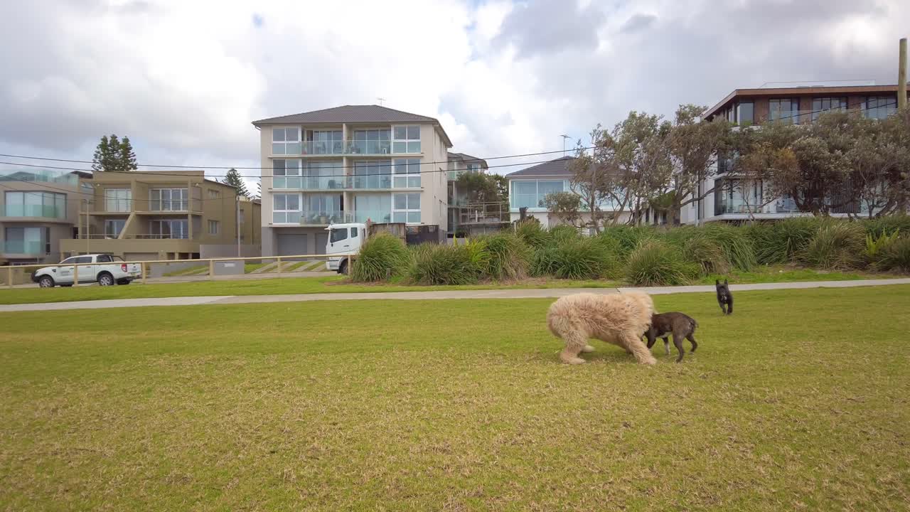 세 마리의 개가 해변 공원의 푸른 잔디에서 놀고 있다