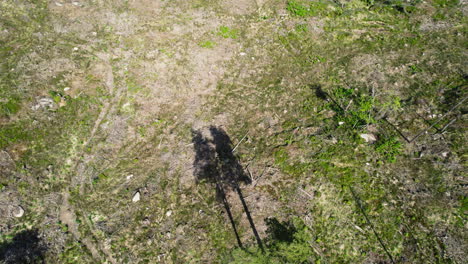 orbital drone shot over a patch of deforestation with a few trees standing in shadow