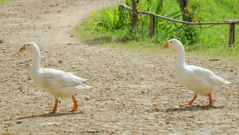 two domestic geese crossing dirt road in rural cu lan folk village, vietnam