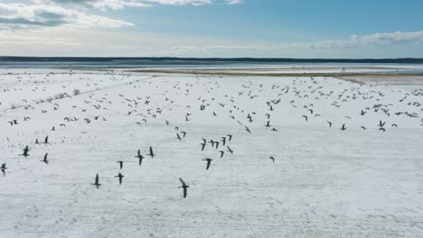 Aerial-establishing-view-of-a-large-flock-of-bean-goose-taking-up-in-the-air,-snow-covered-agricultural-field,-sunny-winter-day,-bird-migration,-wide-drone-shot-moving-forward