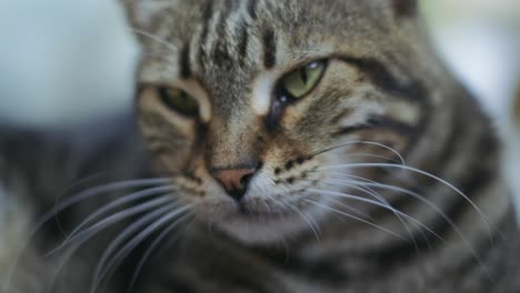 close-up shot of a tabby cat yawning