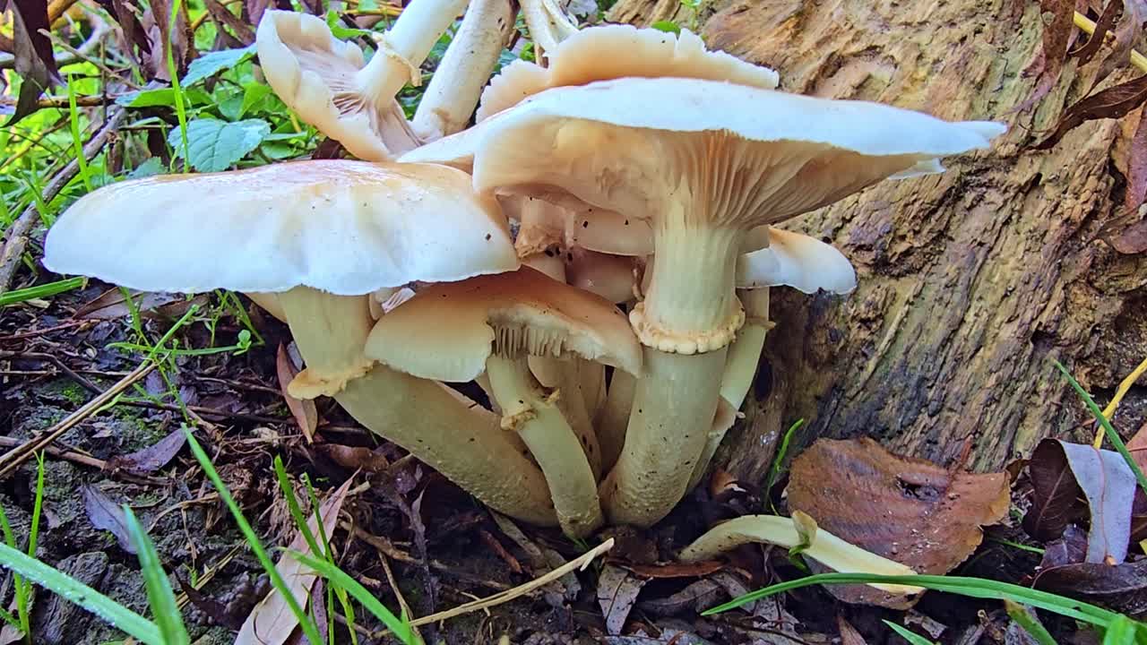 Static close-up of honey mushrooms growing in a forest beside a mossy tree stump