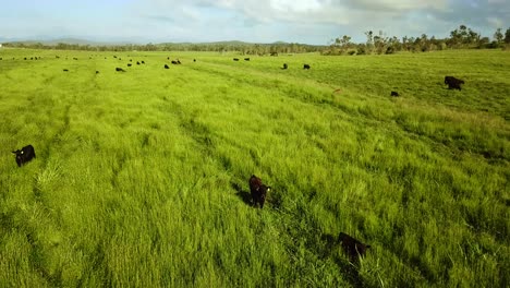 aerial view of a pasture with grazing cattle