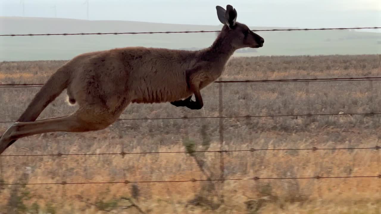 Kangaroo hopping along a wire fence in slow motion close up
