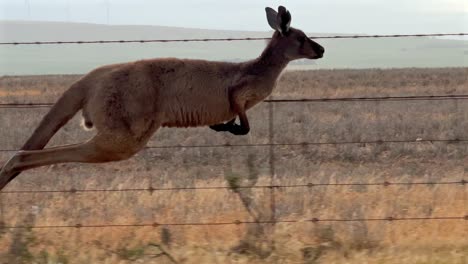 kangaroo hopping along a wire fence in slow motion close up