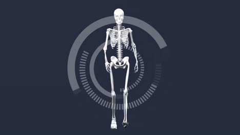 Animation-of-scope-scanning-with-human-skeleton-on-grey-background