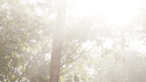 a beautiful forest scene with sunlight filtering through the trees