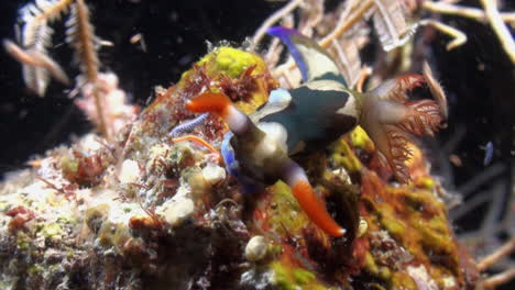 colorful nudibranch nembrotha chamberlaini feeding on a coral during night