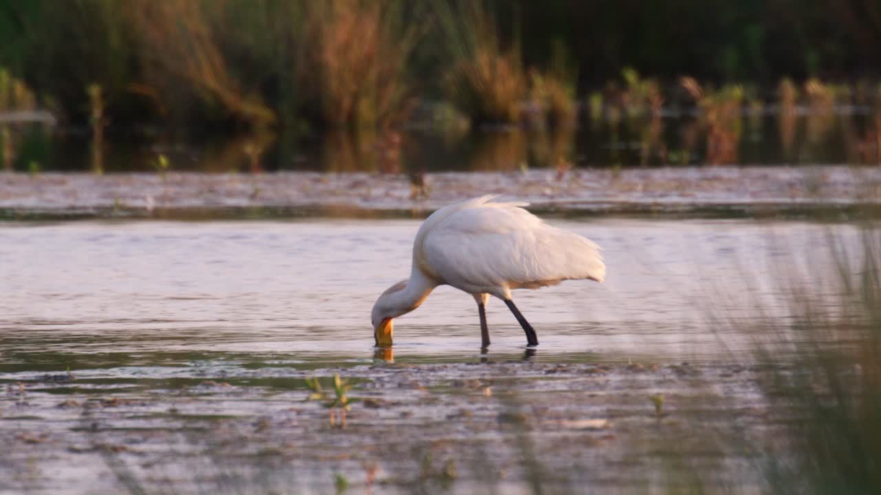 Eurasian Spoonbill hunting in pond with beak underwater, catching fish at sunset - slow motion