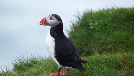 atlantic puffin standing on grassy cliff under the rain in south iceland