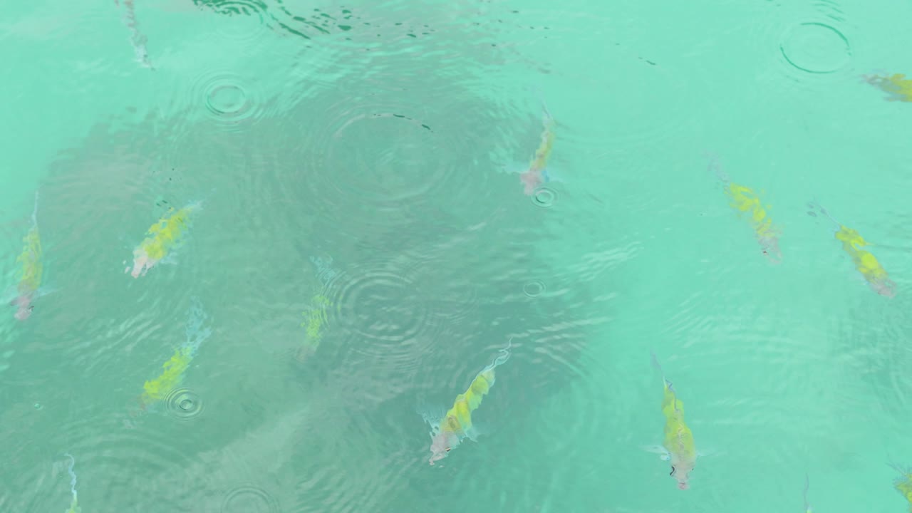 은 물 에 있는 물고기 들 의 무리