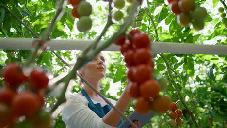 propietario de una empresa agrícola inspeccionando un invernadero con una tableta que recopila datos de cultivo