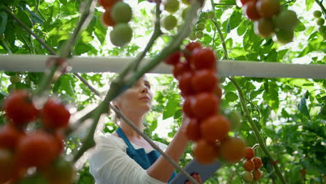 agribusiness owner inspecting greenhouse with tablet collecting cultivation data