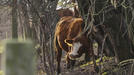 A-cow-scratches-itself-against-a-tree-trunk