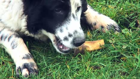perro blanco manchado con negro alrededor del ojo come manzana en la hierba