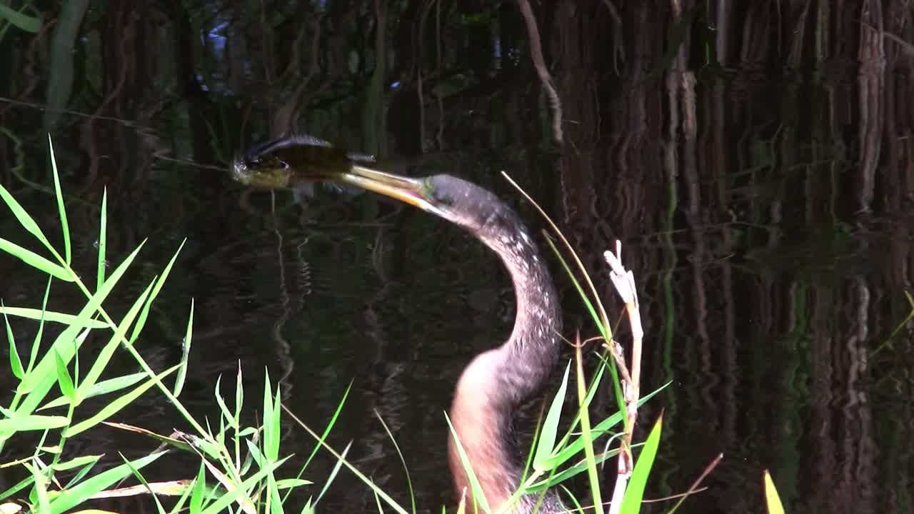 pájaros del bosque de manglares pin the everglades 3