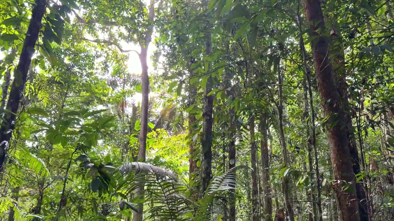 Frondose di palma e tronchi alti e dritti all'interno della giungla amazzonica dell'Ecuador, con il cielo luminoso che si intravede tra le foglie in alto sopra il sottobosco ombreggiato