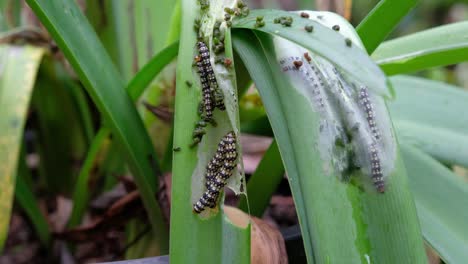 amaryllis borer - brithys crini - gusanos de oruga que se comen las hojas