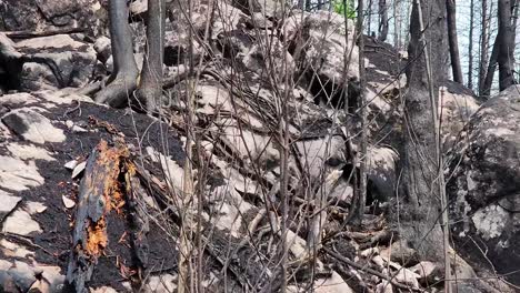 scorched earth aftermath of a large-scale wild fire in the hills of upper canada