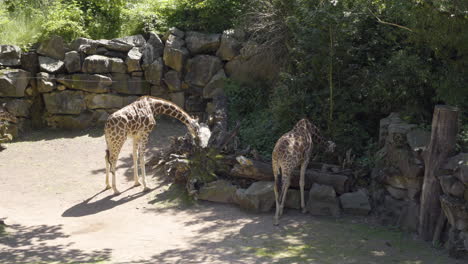 jirafas comiendo en el zoológico en un día soleado