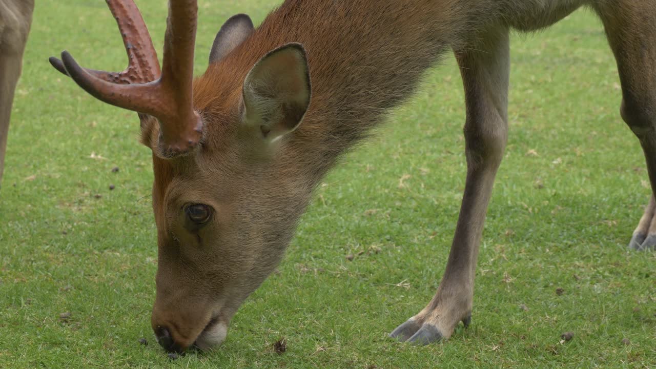 Grazing Wild Sika Deer Of Nara Park In Japan. Close-up Shot