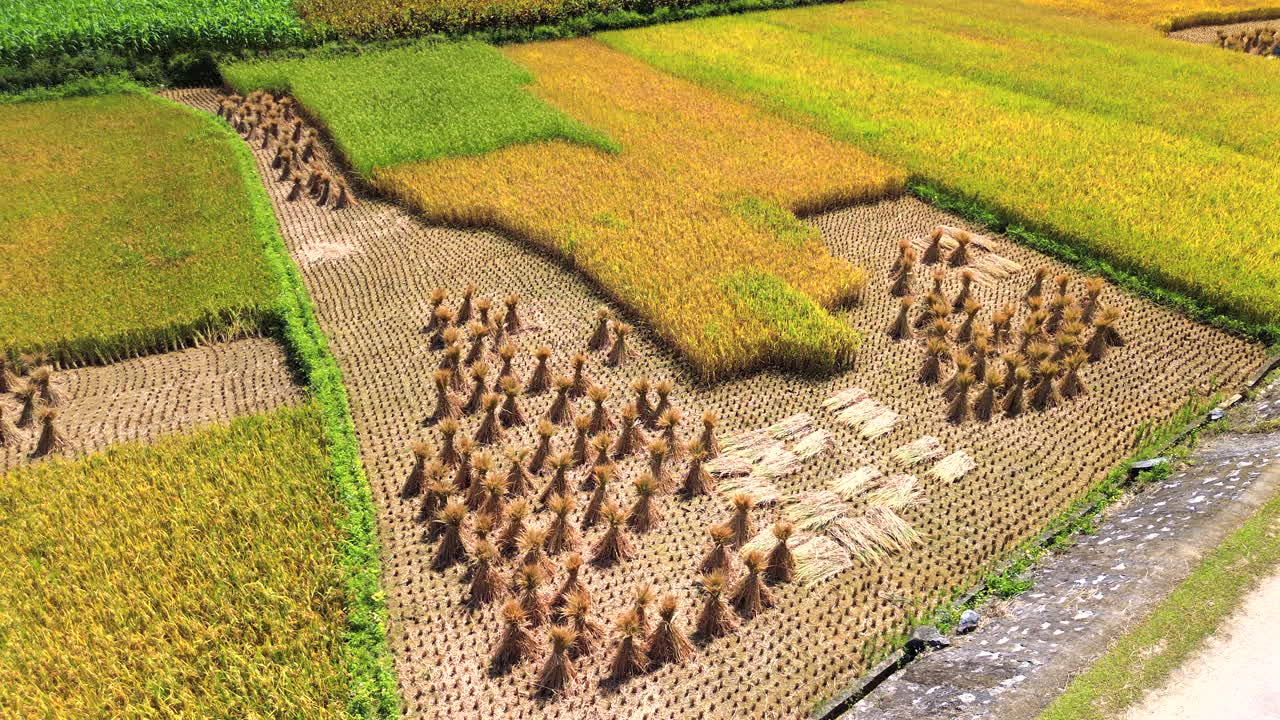 High-angle drone shot of terraced rice paddies in Cao Bang during harvest. Features golden and green crops with traditional haystacks and geometric patterns in a rural Vietnamese landscape