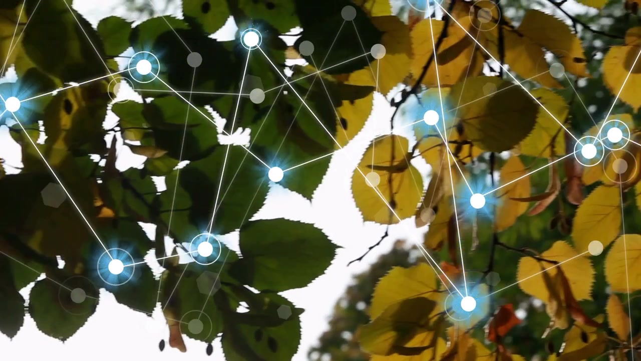 Sun flare entering initiating network overlay nodes pulsing over tree canopy showing connections