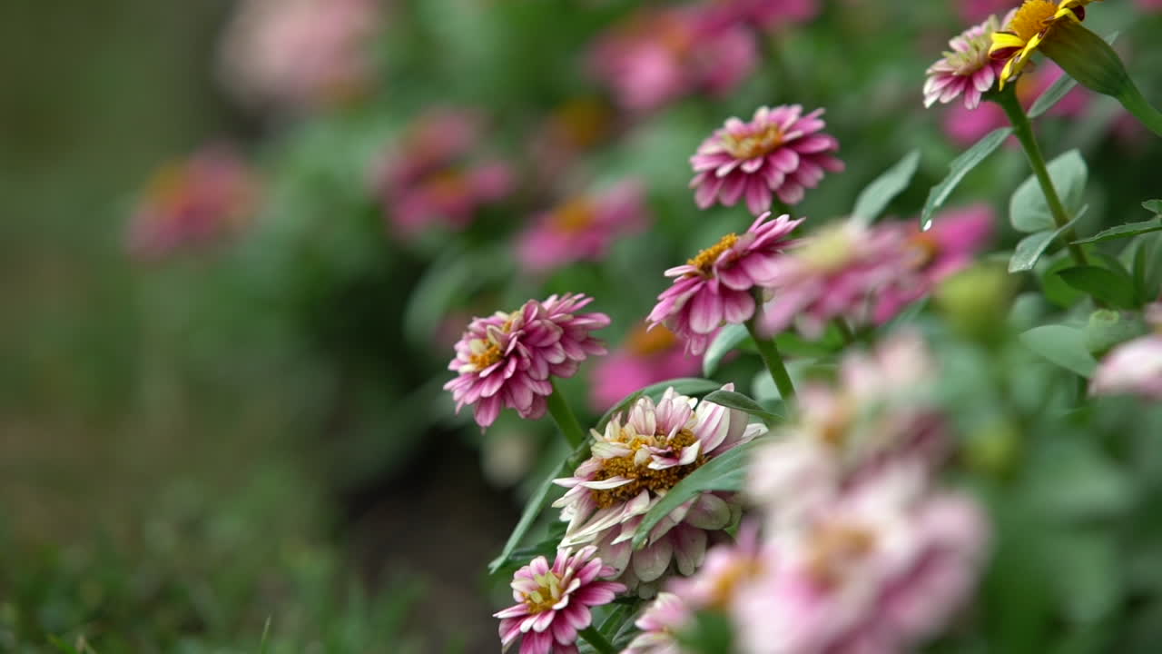 Bokeh af den lyse blomstervy