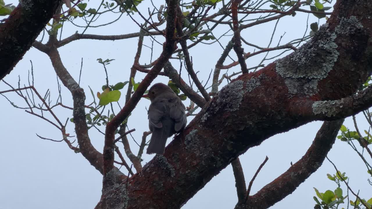 Close-up of a small bird perched on a tree branch with lichen, surrounded by sparse leaves
