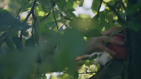 la mano extendiéndose para recoger manzanas