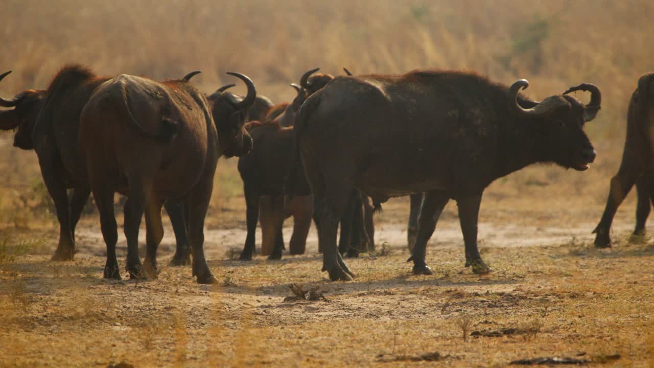 Herd of African buffalo (Syncerus caffer) grazes across early golden savanna plains at dawn in a protected Ugandan wildlife reserve, calves nuzzle mothers in tall grasses swaying under morning light