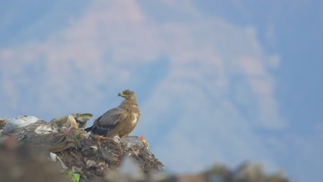 a mighty steppe eagle sits in a garbage dump in india where its known to scavange during their annual winter migration as they get food common to see many birds