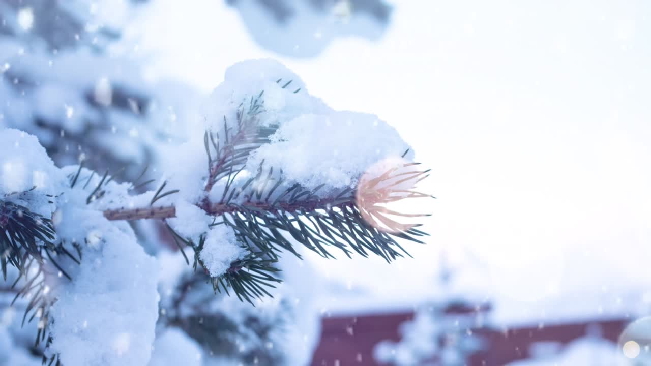 Pine Branch with Snow on Needles