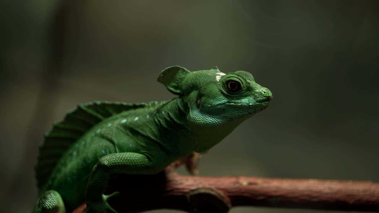 en fjerklædt basilisk sidder på en gren af et træ i granby zoo i quebec, canada
