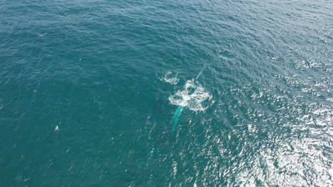 Ballenas-Jorobadas-En-El-Pintoresco-Paisaje-Marino-De-Nueva-Gales-Del-Sur,-Australia---Toma-Aérea