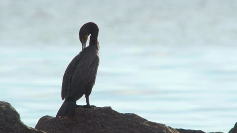 cormorant bird preening on rock along ocean beach shore