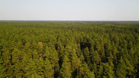 Aerial-shot-over-a-green-dense-pine-tree-forest-on-a-sunny-summer-day,-zooming-in